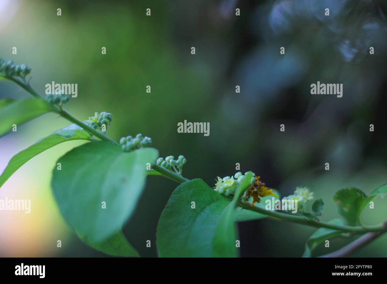 A Flower fell into a small plant Stock Photo