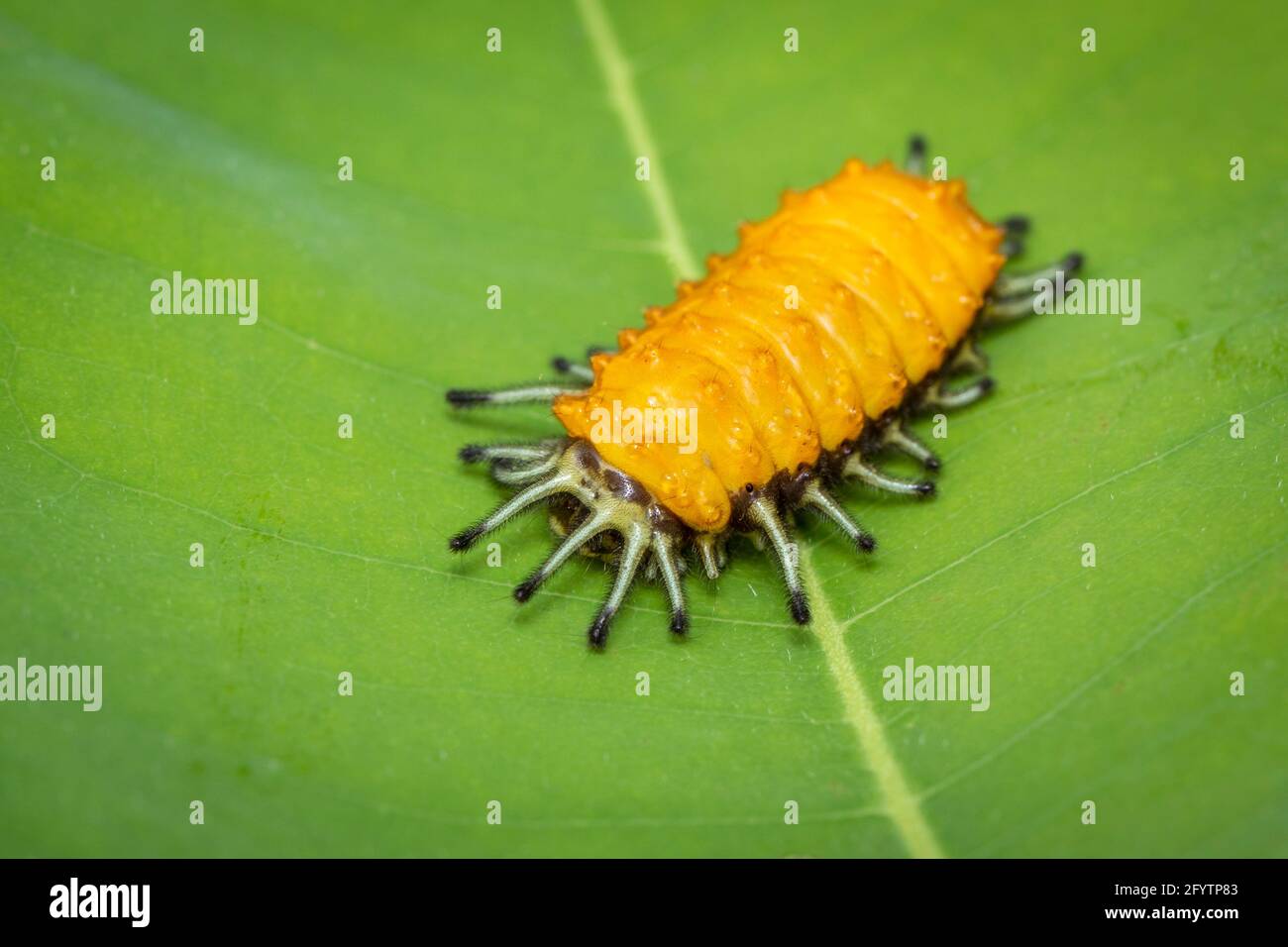 Image of an amber caterpillar on green leaf on natural background. Insect. Animal. Stock Photo