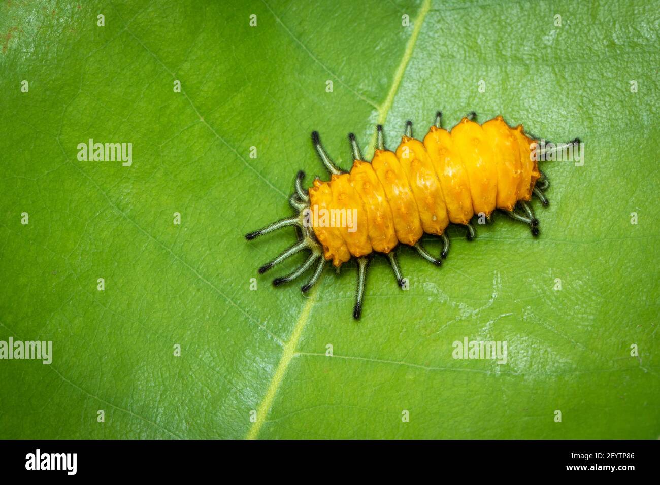 Image of an amber caterpillar on green leaf on natural background. Insect. Animal. Stock Photo