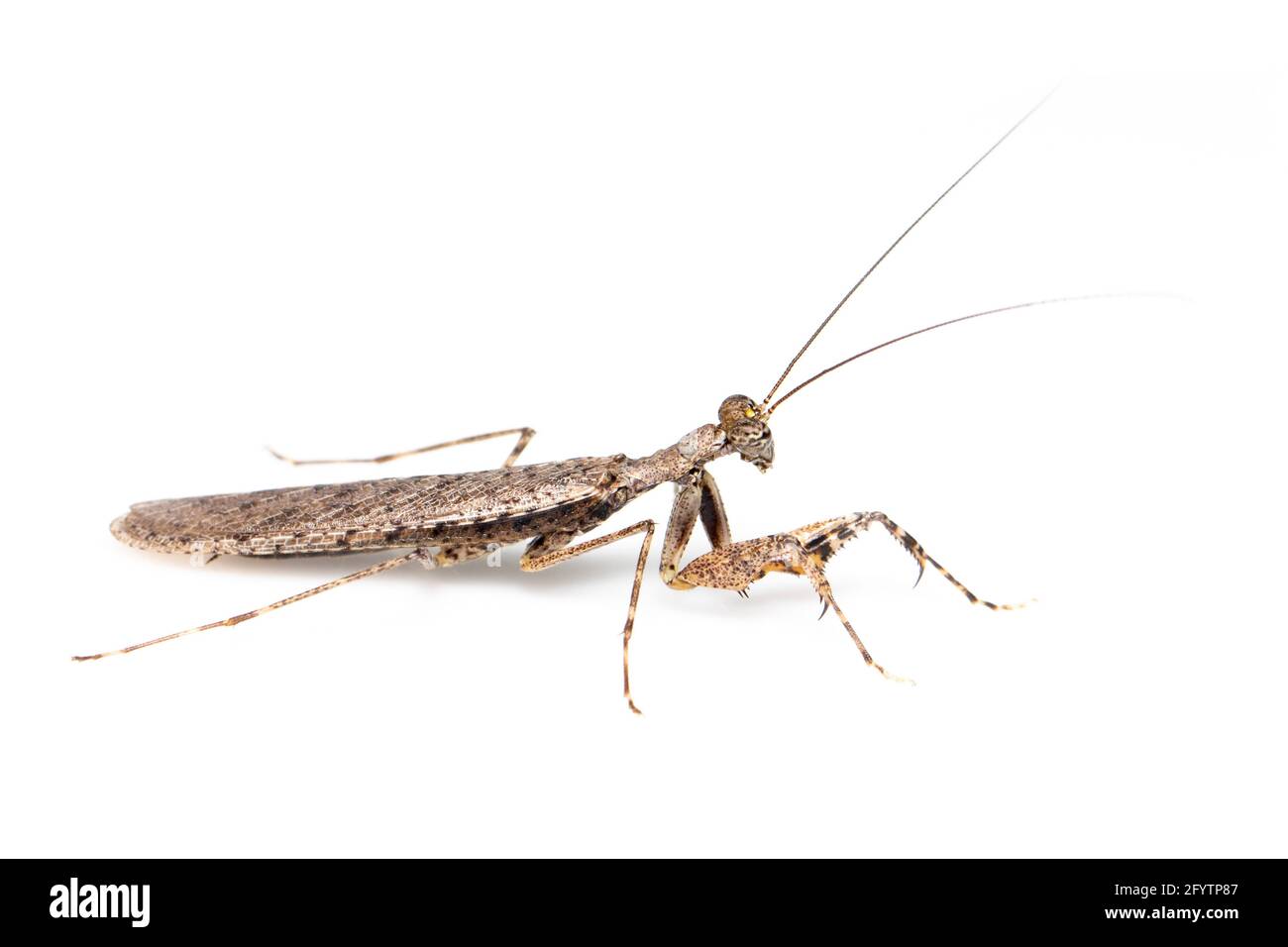 Image of camouflaged bark mantis (Liturgusa sp.) on white background. Insect. Animal. Stock Photo