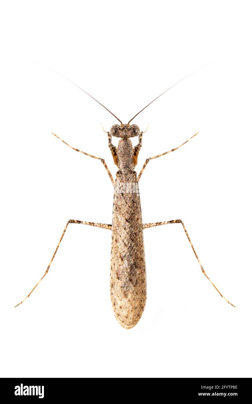 Image of camouflaged bark mantis (Liturgusa sp.) on white background. Insect. Animal. Stock Photo