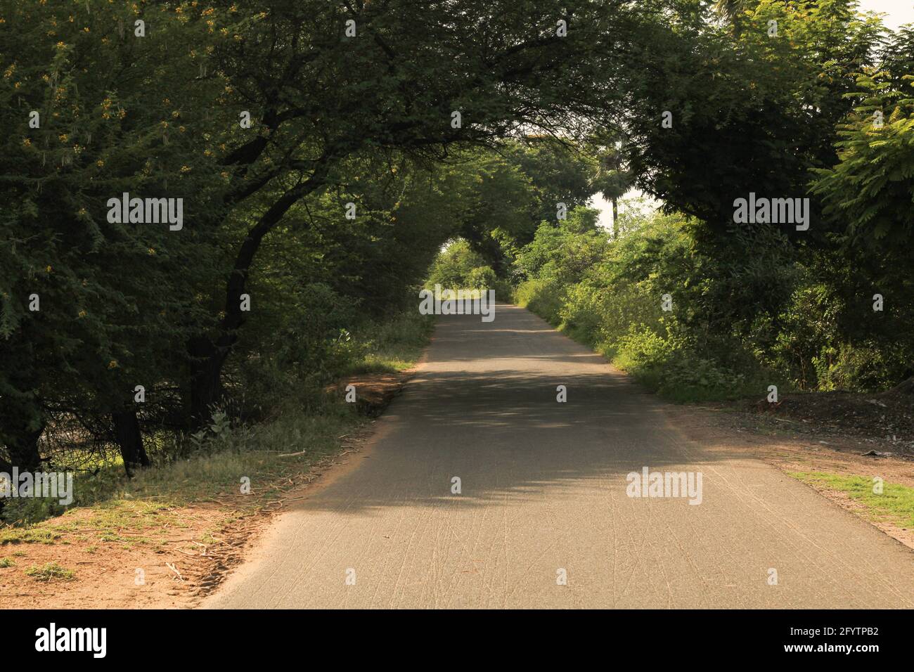 An empty road in wayof forest for walking or exercise piecefully Stock Photo