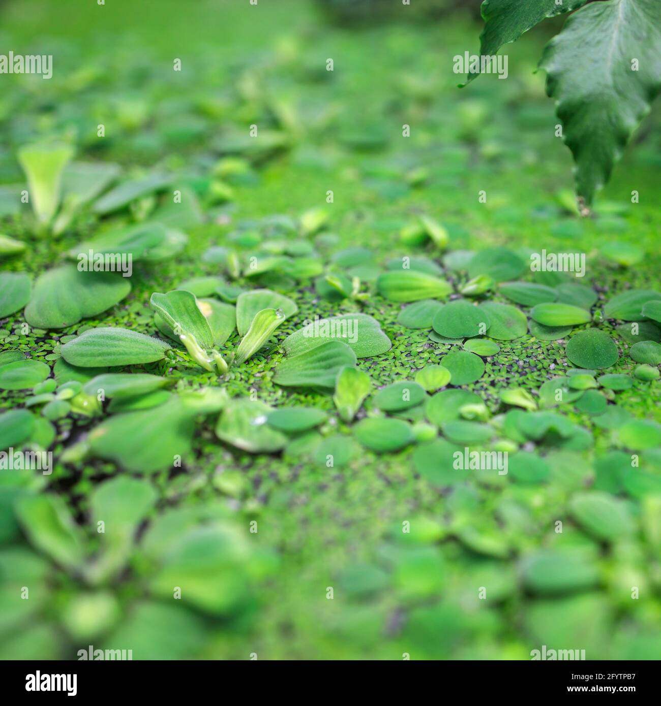 Pistia is a genus of aquatic plant in the arum family, Araceae. It is the sole genus in the tribe Pistieae which reflects its systematic isolation wit Stock Photo