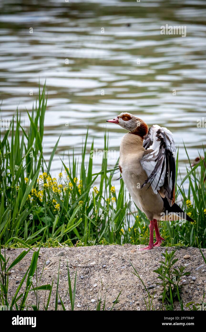 Egyptian goose spreading wings in natural environment. Alopochen aegyptiaca in Switzerland. Beauty in nature. Stock Photo