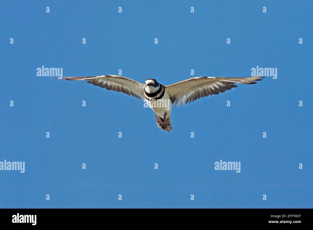 Killdeer in flight (Charadrius vociferus) Klamath NWR California, USA