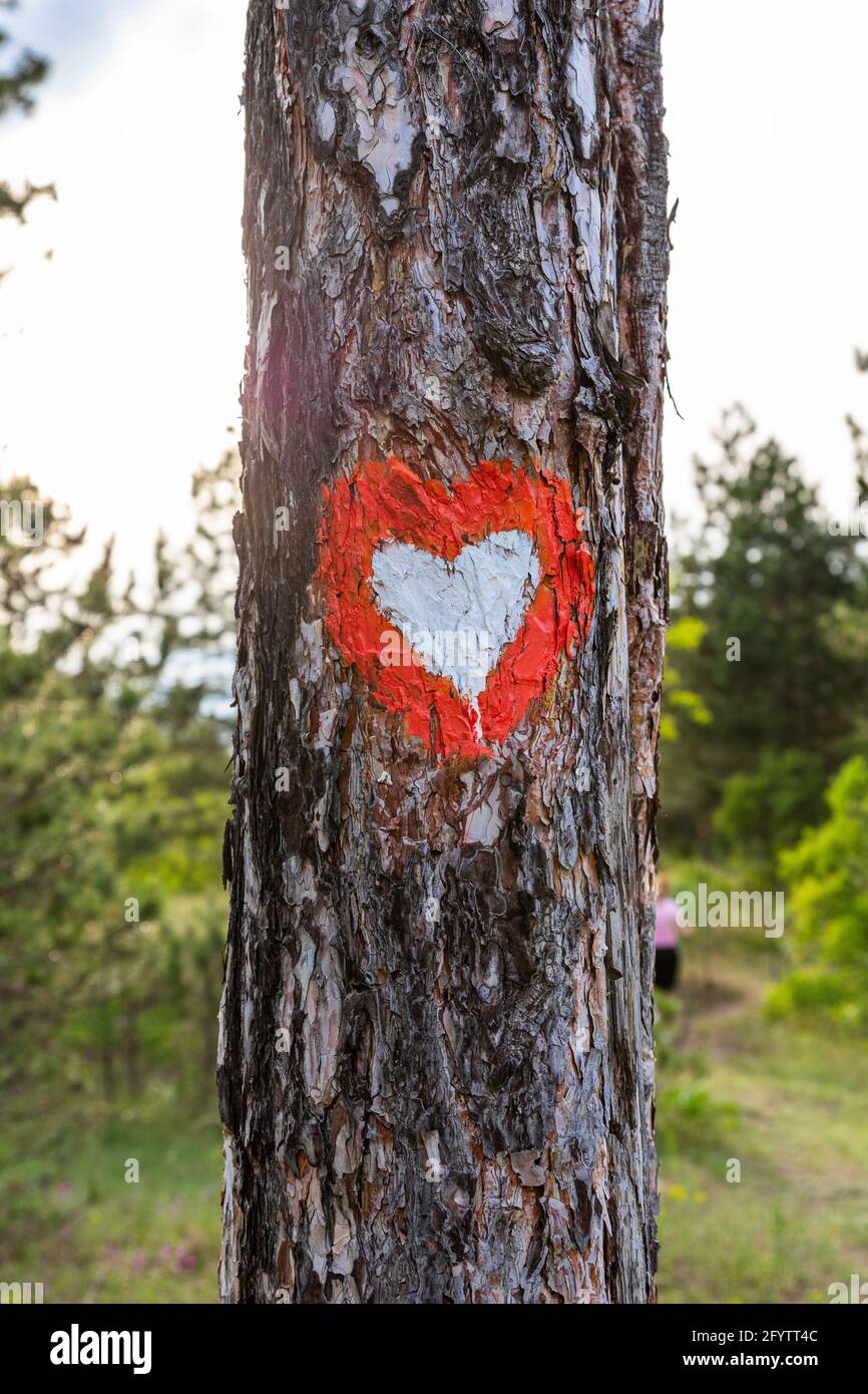 Tree trunk in the woods with Heart sign on it. Hiking trail marker ...