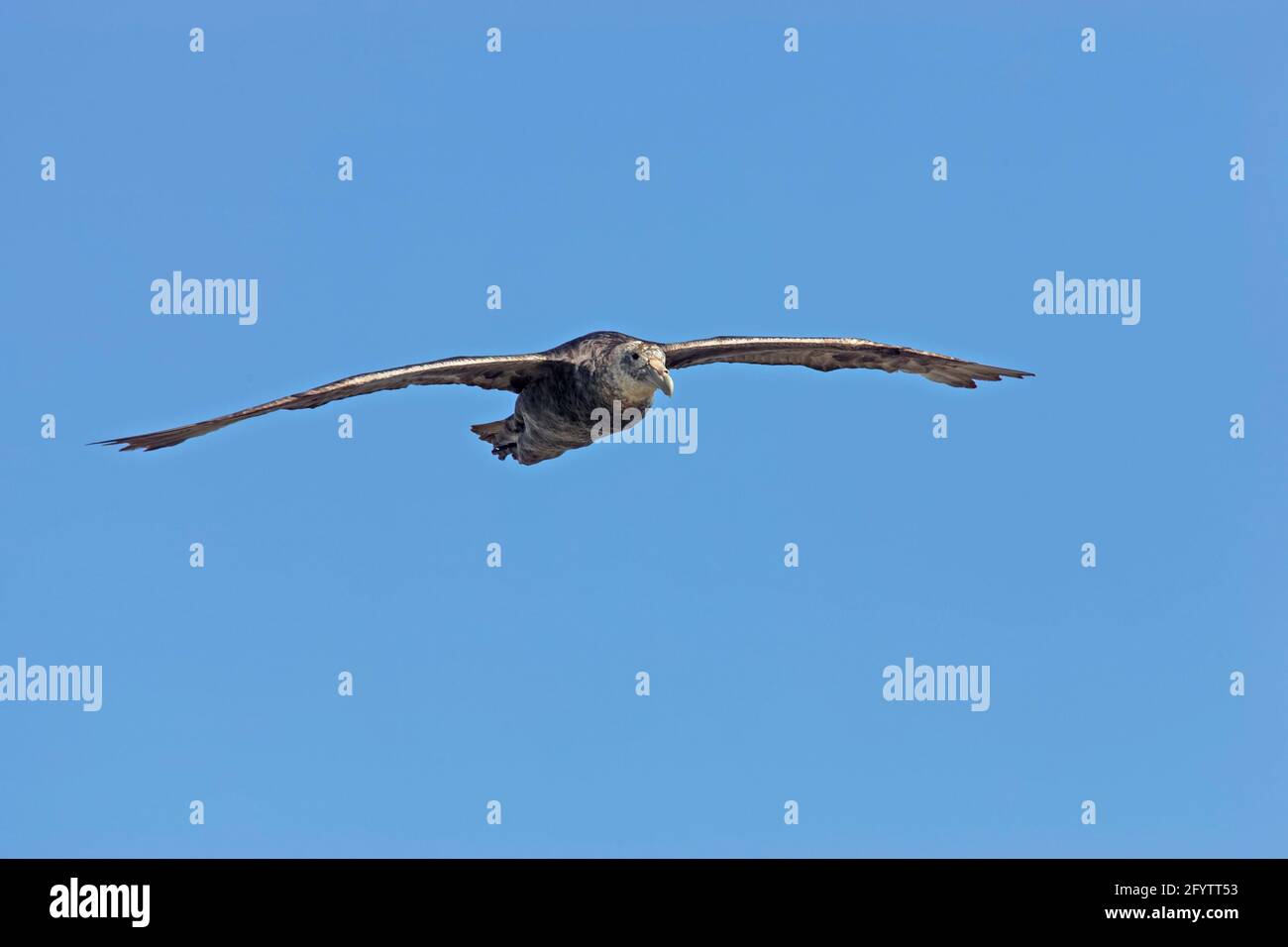 Southern Giant Petrel - In flight Macronectes giganteus Stanley Falklands Islands BI007329 Stock Photo