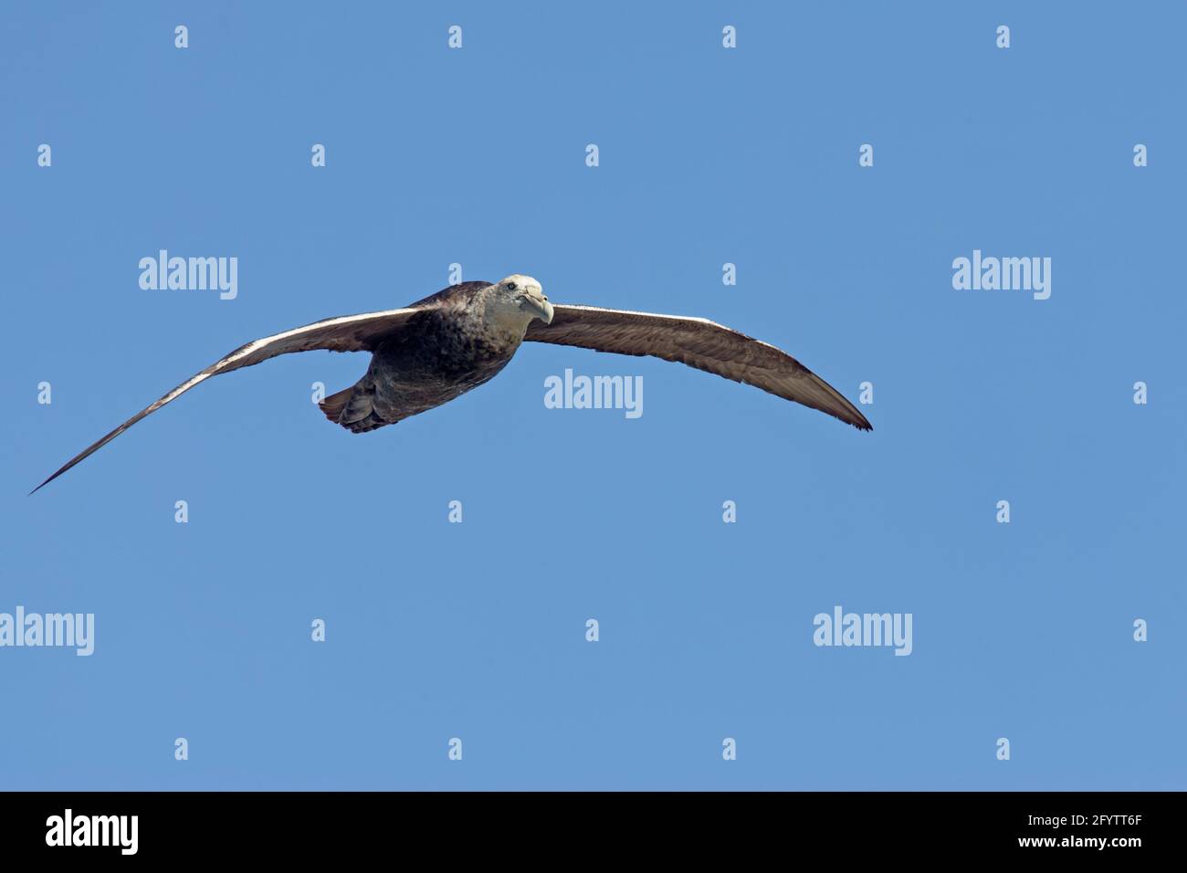 Southern Giant Petrel - In flight Macronectes giganteus Stanley Falklands Islands BI007334 Stock Photo