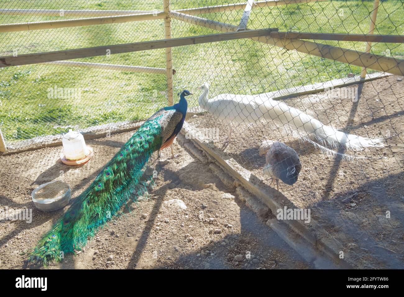 A closeup of a beautiful blue male peacock in a cage at the zoo . Peacock green in a small cage . A beautiful shot of two blue peacocks looking at eac Stock Photo