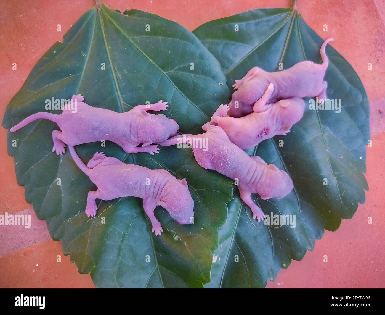 Newborn Baby Rat on Leaf. Baby Mouse Stock Images. Stock Photo