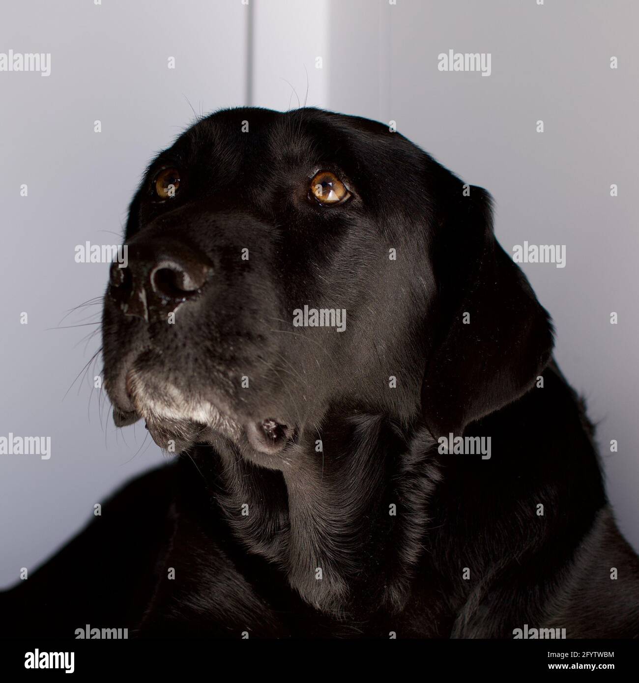 Black lab puppy head shot hi-res stock photography and images - Alamy