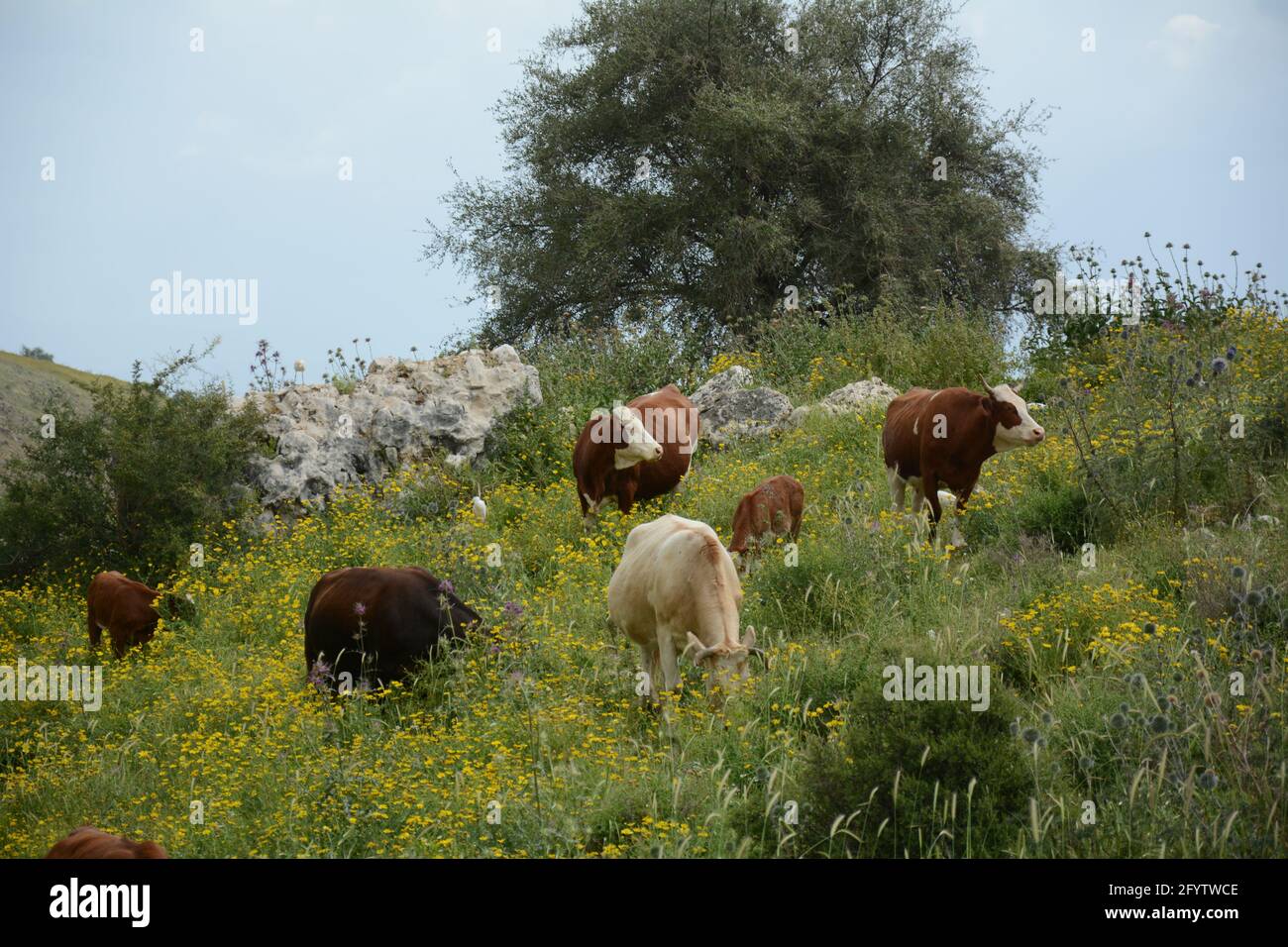 Cattle grazing on the green hills of Galilee under Arbel mount. Arbel
