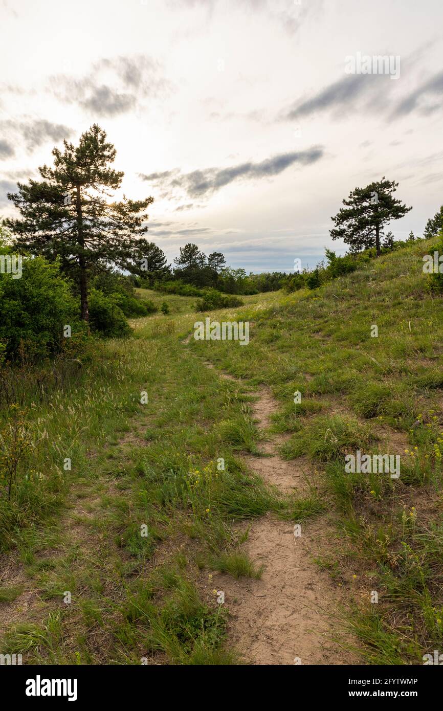 Hiking trail in the woods with amazing sunset sky Stock Photo - Alamy