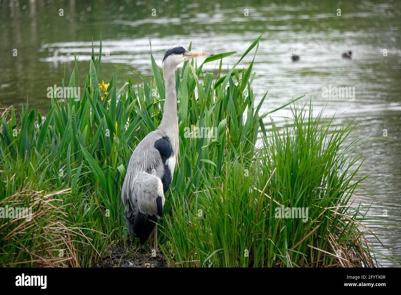 Portsmouth Road, Godalming. 30th May 2021. Sunny intervals across the Home Counties this morning. Wildfowl and a grey heron at Secrett's Farm in Godalming in Surrey. Credit: james jagger/Alamy Live News Stock Photo