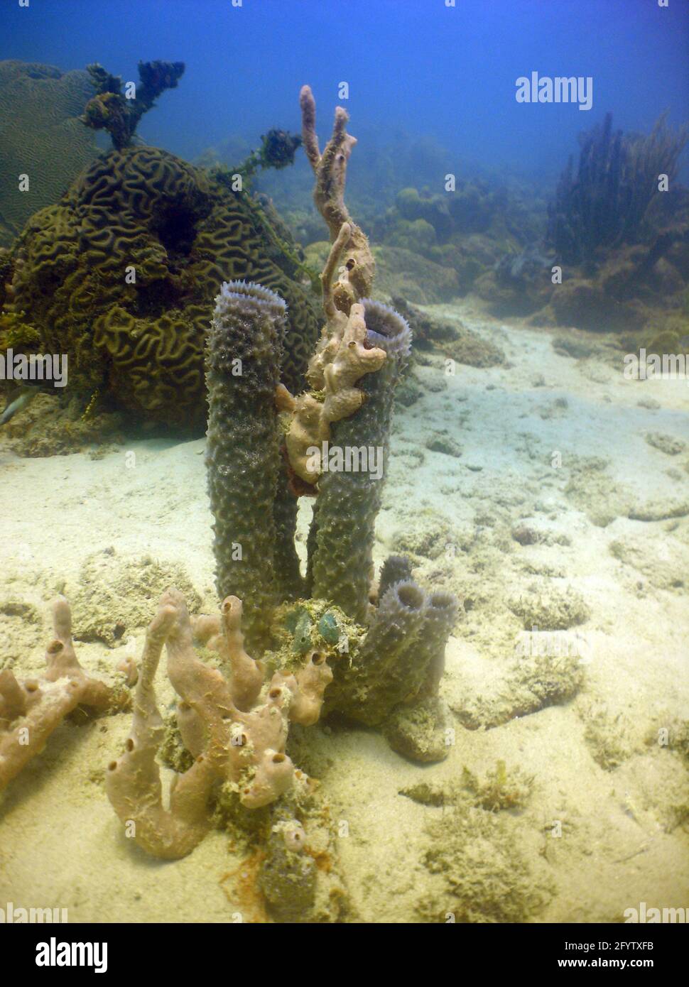 A vertical shot of corals under the water Stock Photo