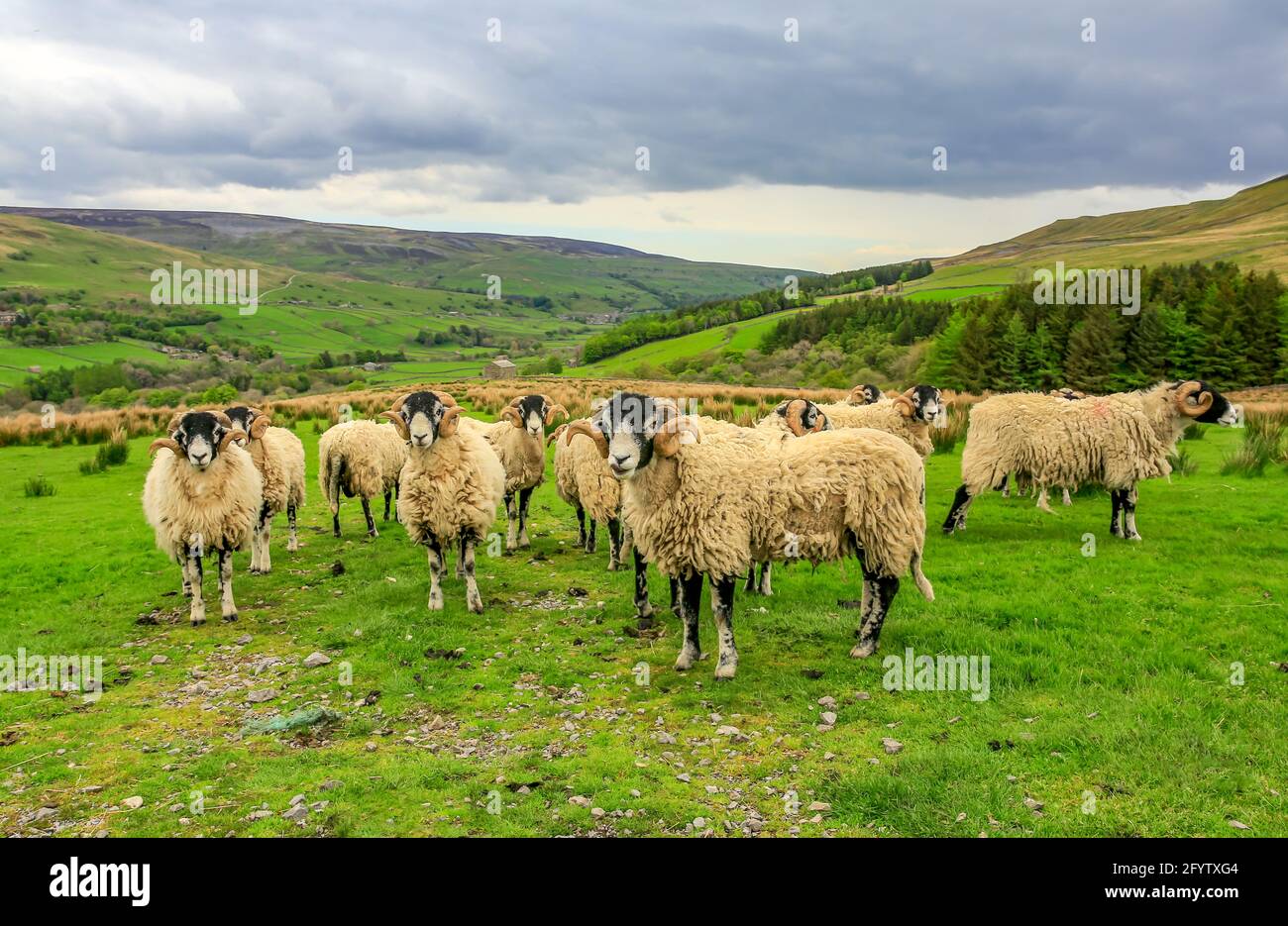 A fine flock of curly horned Swaledale rams or Tups in the Yorkshire Dales, Uk.  Leading tup has his tongue out. Scenic Dales background.  Horizontal. Stock Photo