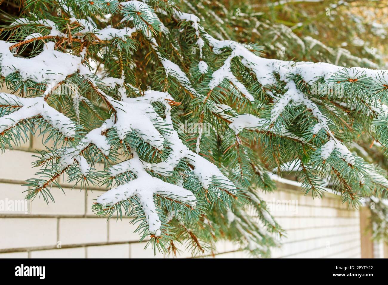 Fir under snow hi-res stock photography and images - Alamy