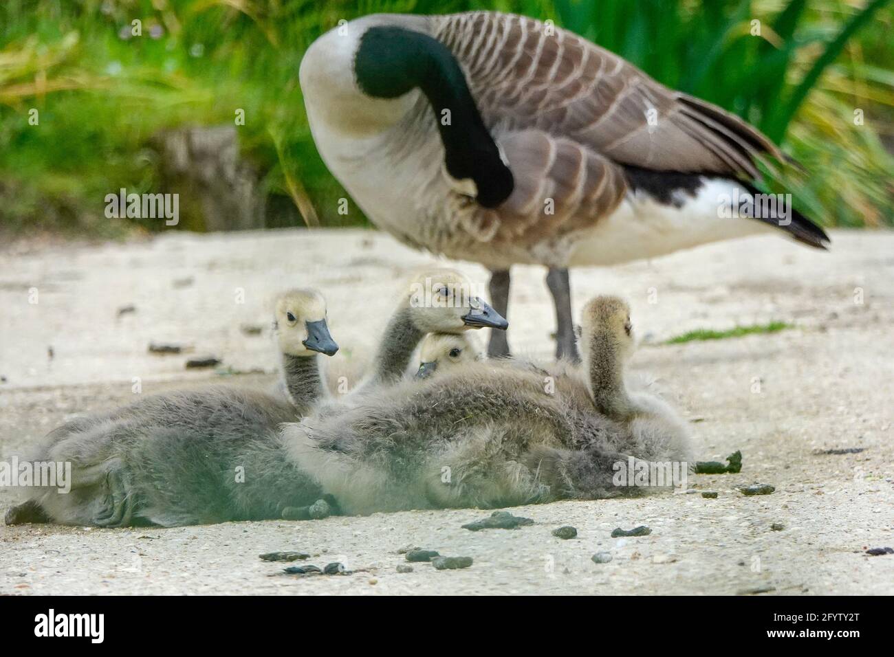 Portsmouth Road, Godalming. 30th May 2021. Sunny intervals across the Home Counties this morning. Canada goslings at Secrett's Farm in Godalming in Surrey. Credit: james jagger/Alamy Live News Stock Photo