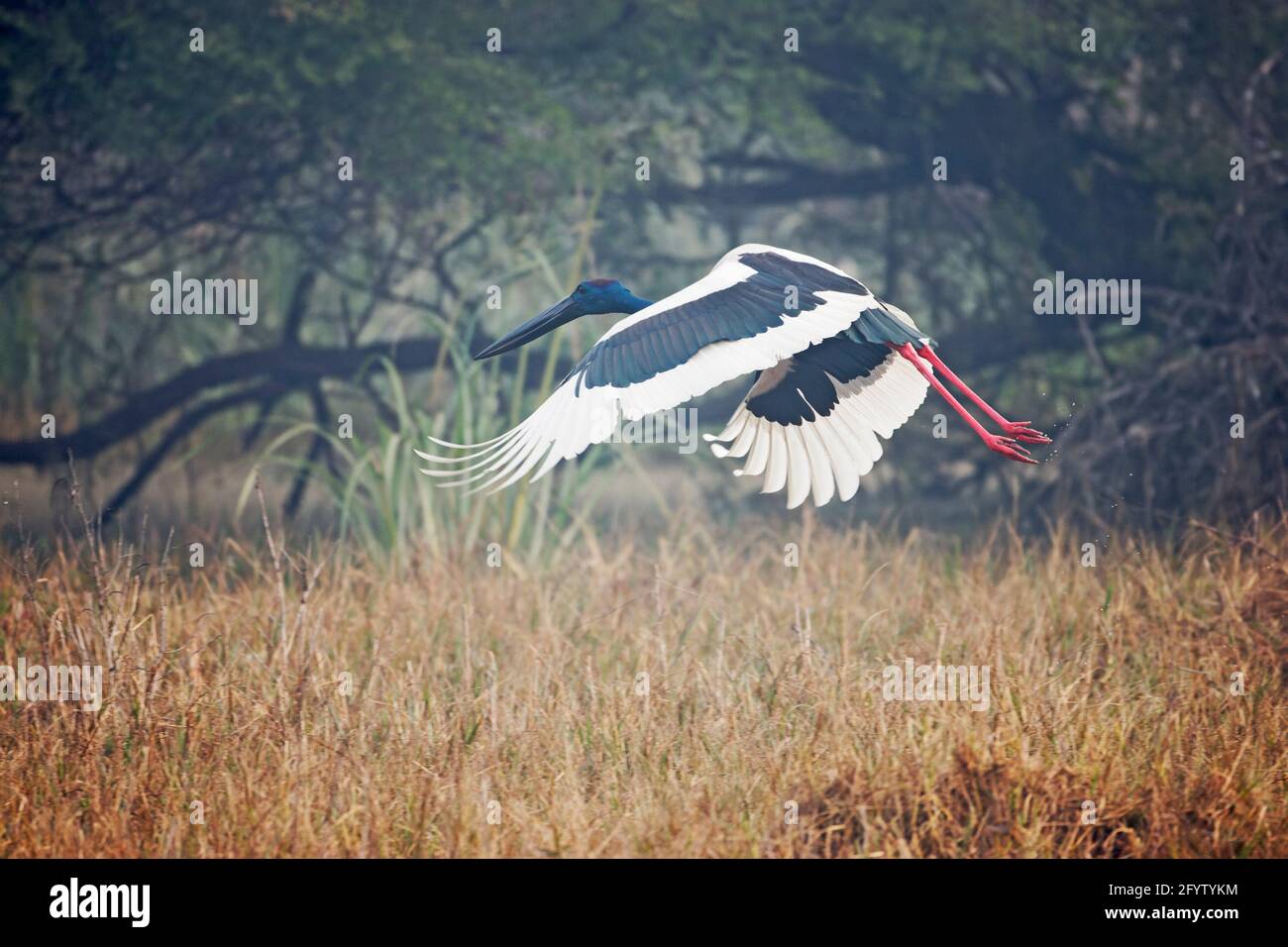 Black-Necked Stork - Taking off Ephippiorhynchus asiaticus Keoladeo Ghana National Park Bharatpur  Rajasthan  India BI018370 Stock Photo