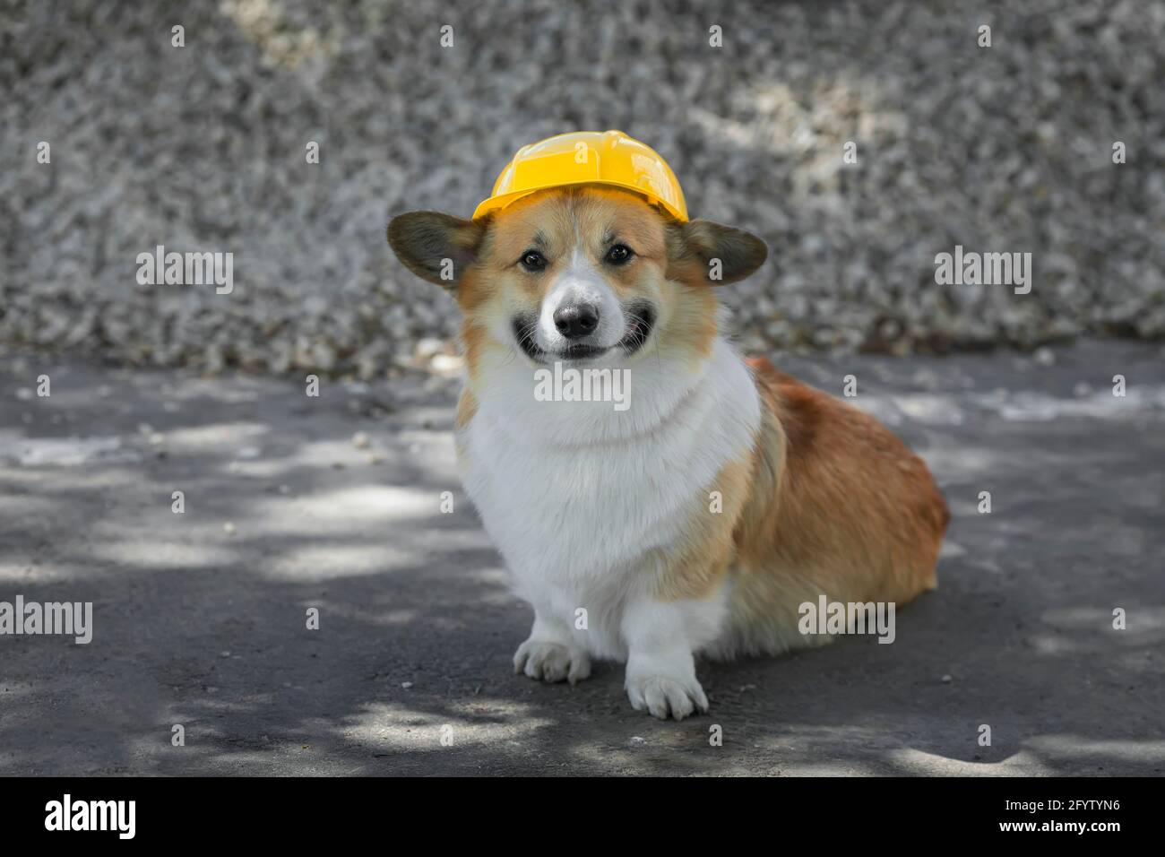 Corgi top with hat
