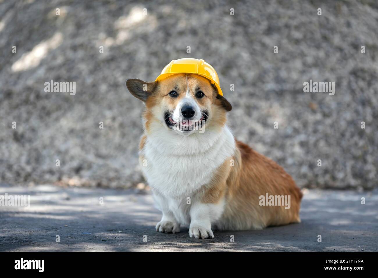 corgi in hat