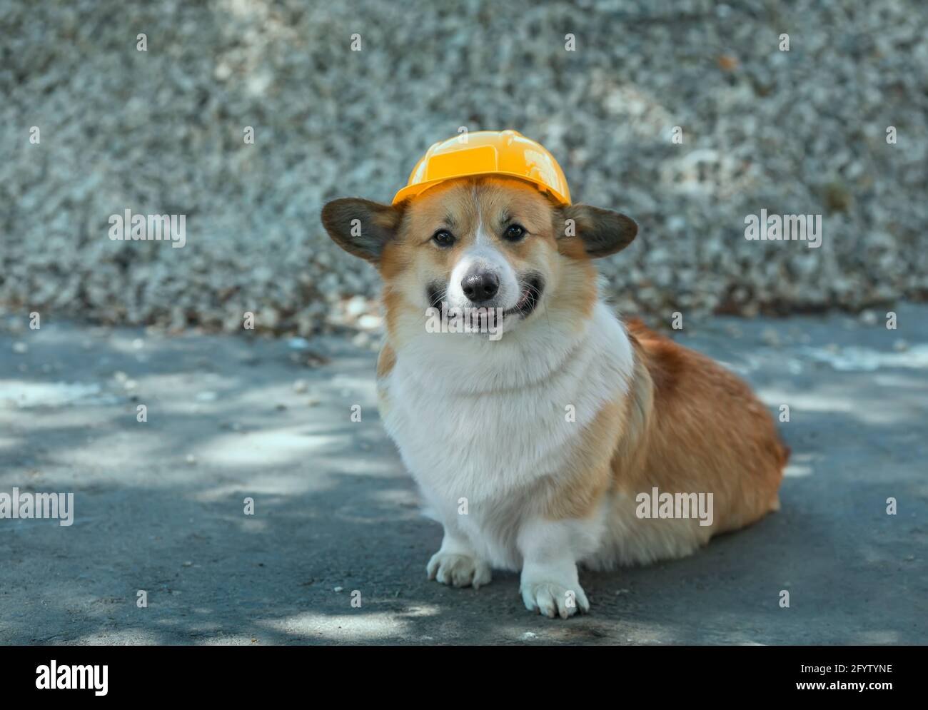 Corgi hotsell with hat