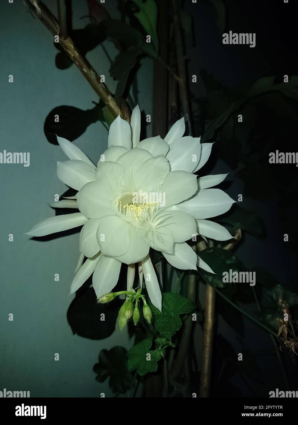 A Closeup Shot Of A Beautiful Big White Perfumed One Night Flower Of The Dutchman S Pipe Cactus Or Queen Of The Night Epiphyllum Oxypetalum Stock Photo Alamy