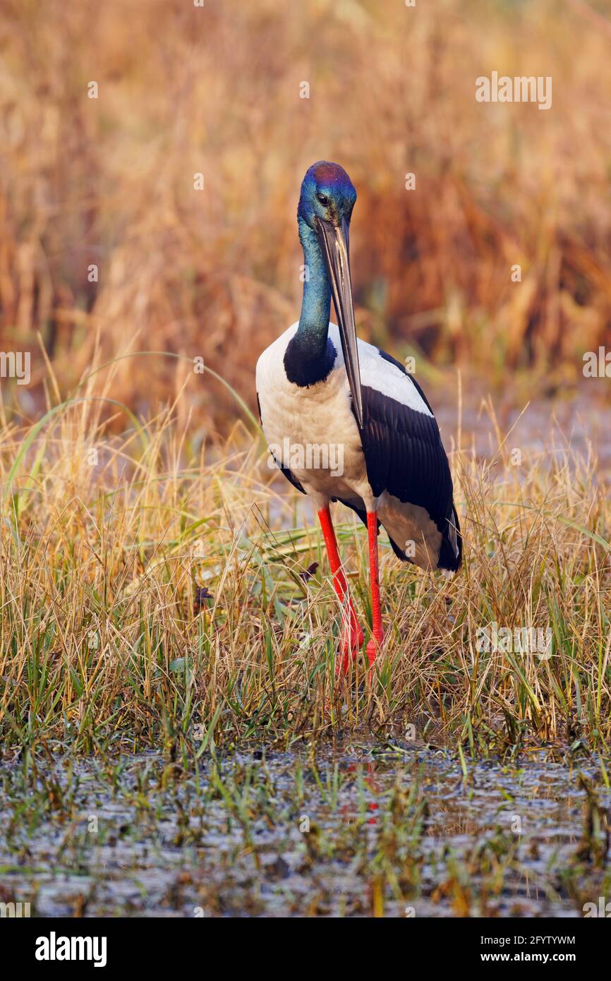 Black-Necked Stork - Searching for food Ephippiorhynchus asiaticus Keoladeo Ghana National Park Bharatpur  Rajasthan  India BI018452 Stock Photo