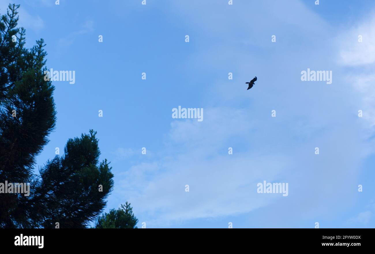 A shot of a kite bird flying with blue sky background. Stock Photo