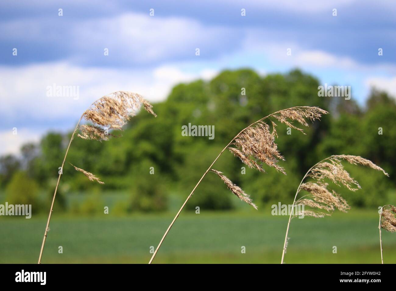 close up of reeds against woodland Stock Photo