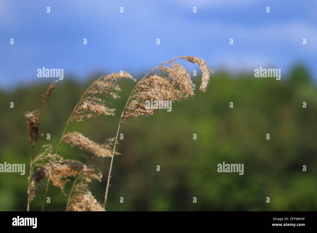 close up of reeds against woodland Stock Photo