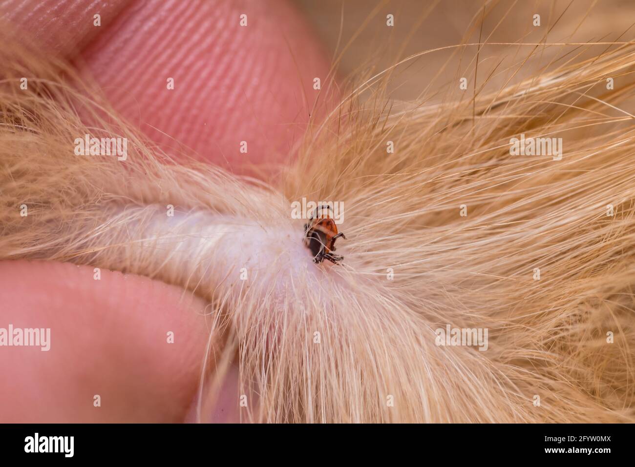 A tick on the skin in a cat's hair. Tickborne diseases in animals. A