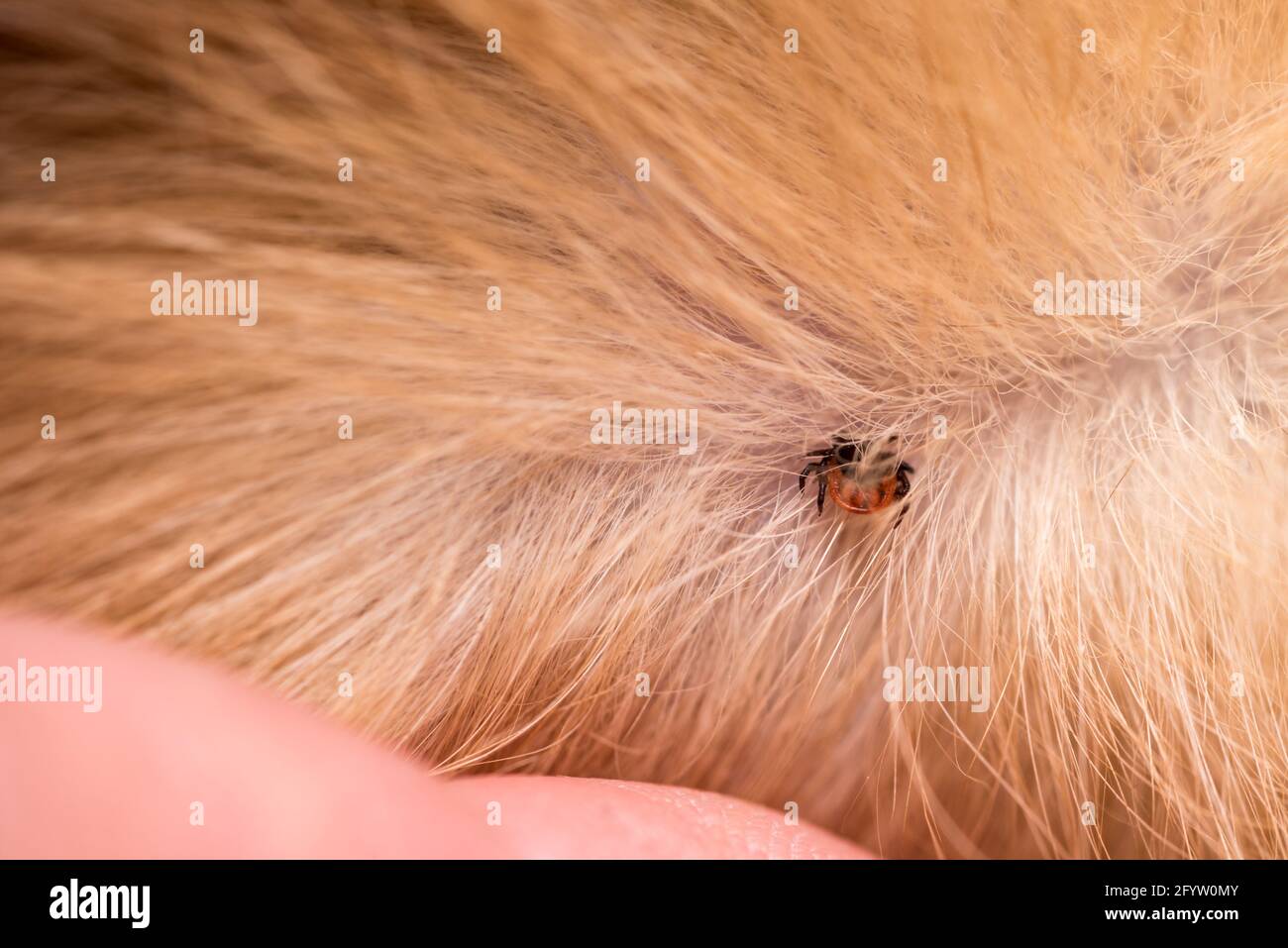 A tick on the skin in a cat's hair. Tickborne diseases in animals. A