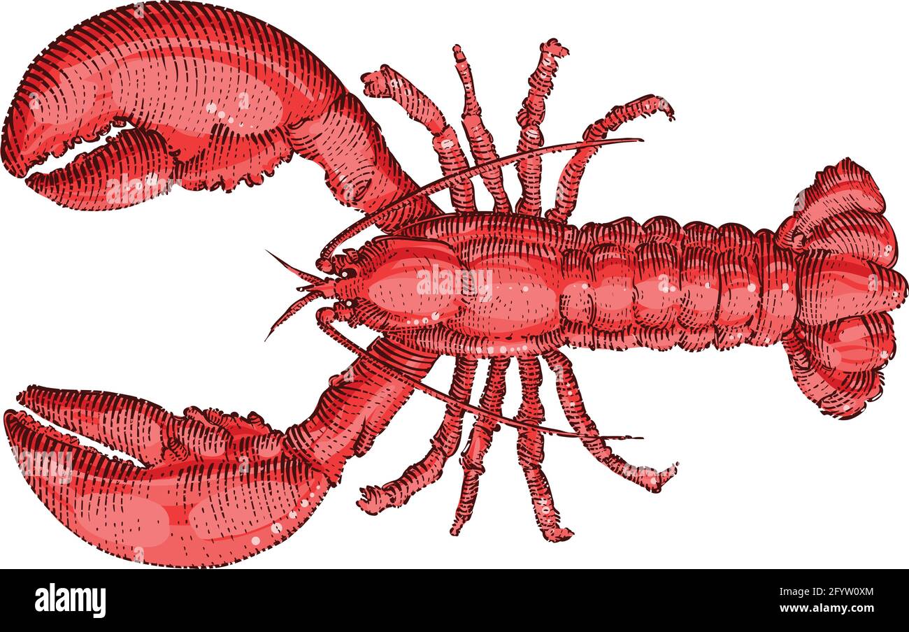 Lobster drawing, vector color illustration Stock Vector Image & Art - Alamy