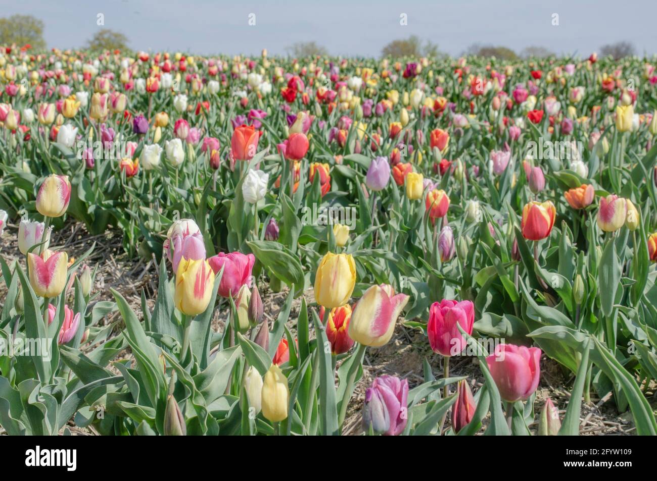 Tulpen auf einer Wiese Stock Photo