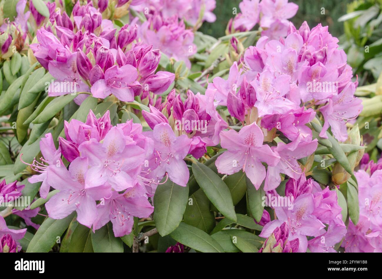 Rhododendron in der Natur Stock Photo