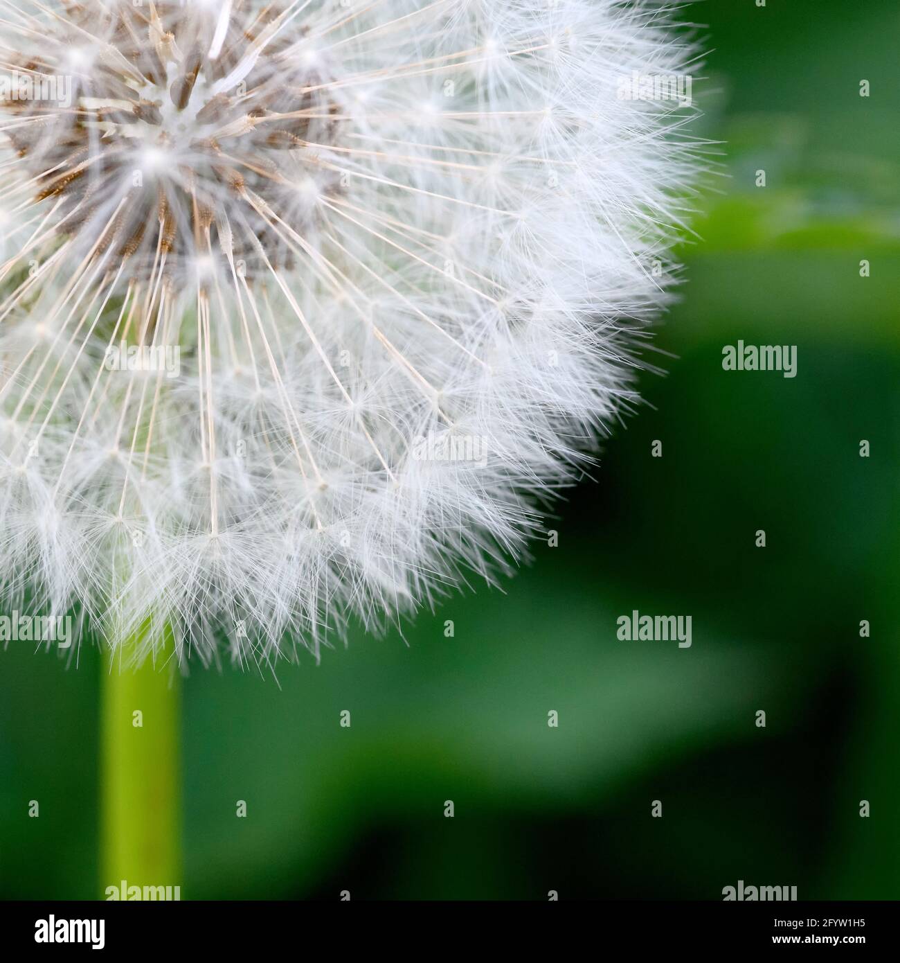 Seed head of Dandelion (Taraxacum officinale) often called a Dandelion