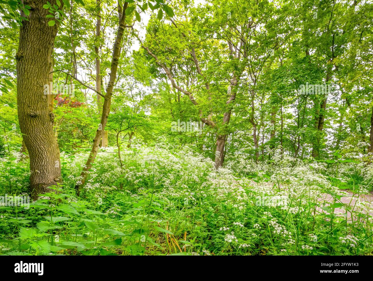 Lush green beech trees hi-res stock photography and images - Alamy