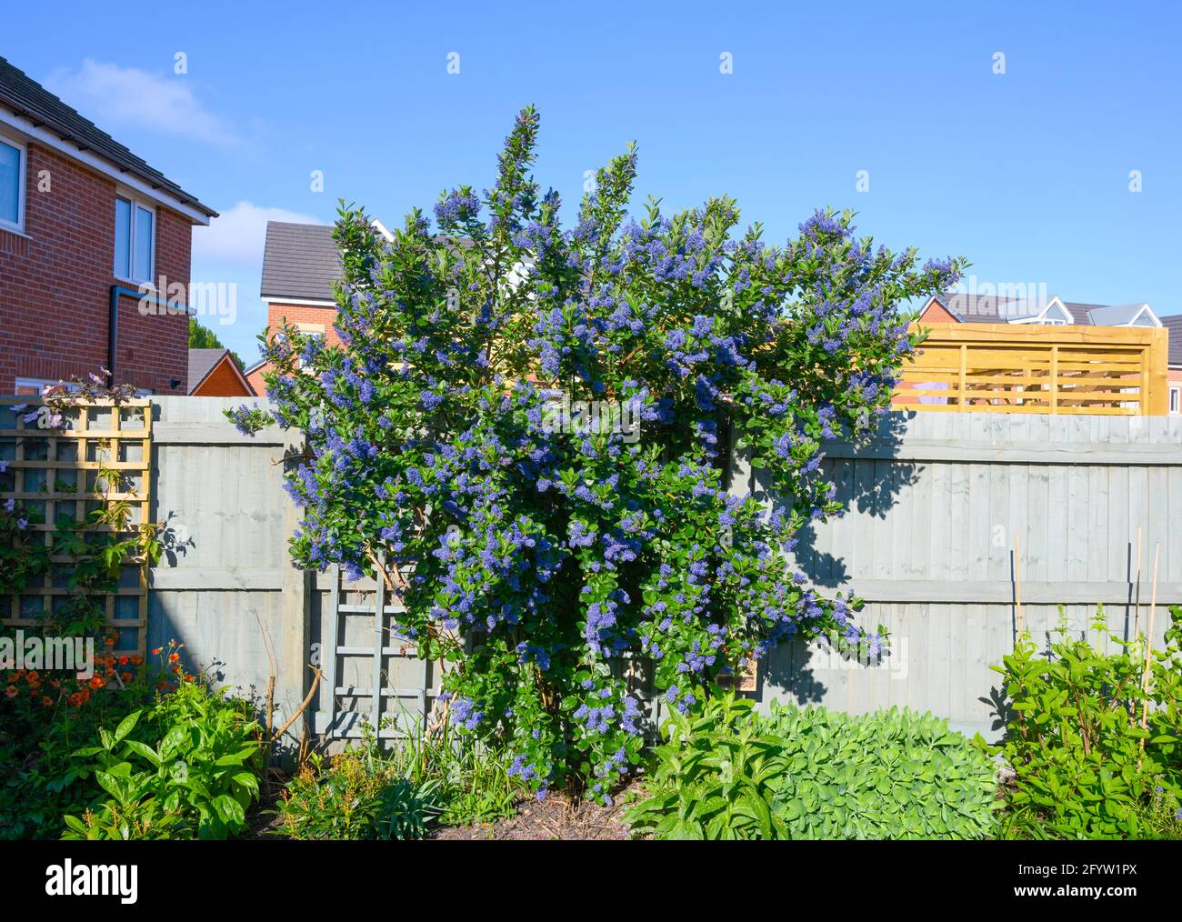 Wide view of a beautiful evergreen Ceanothus shrub (also known as a Californian Lilac) under a blue sky Stock Photo