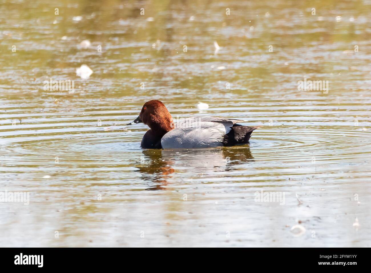 The common pochard is a mediumsized diving duck. The scientific name