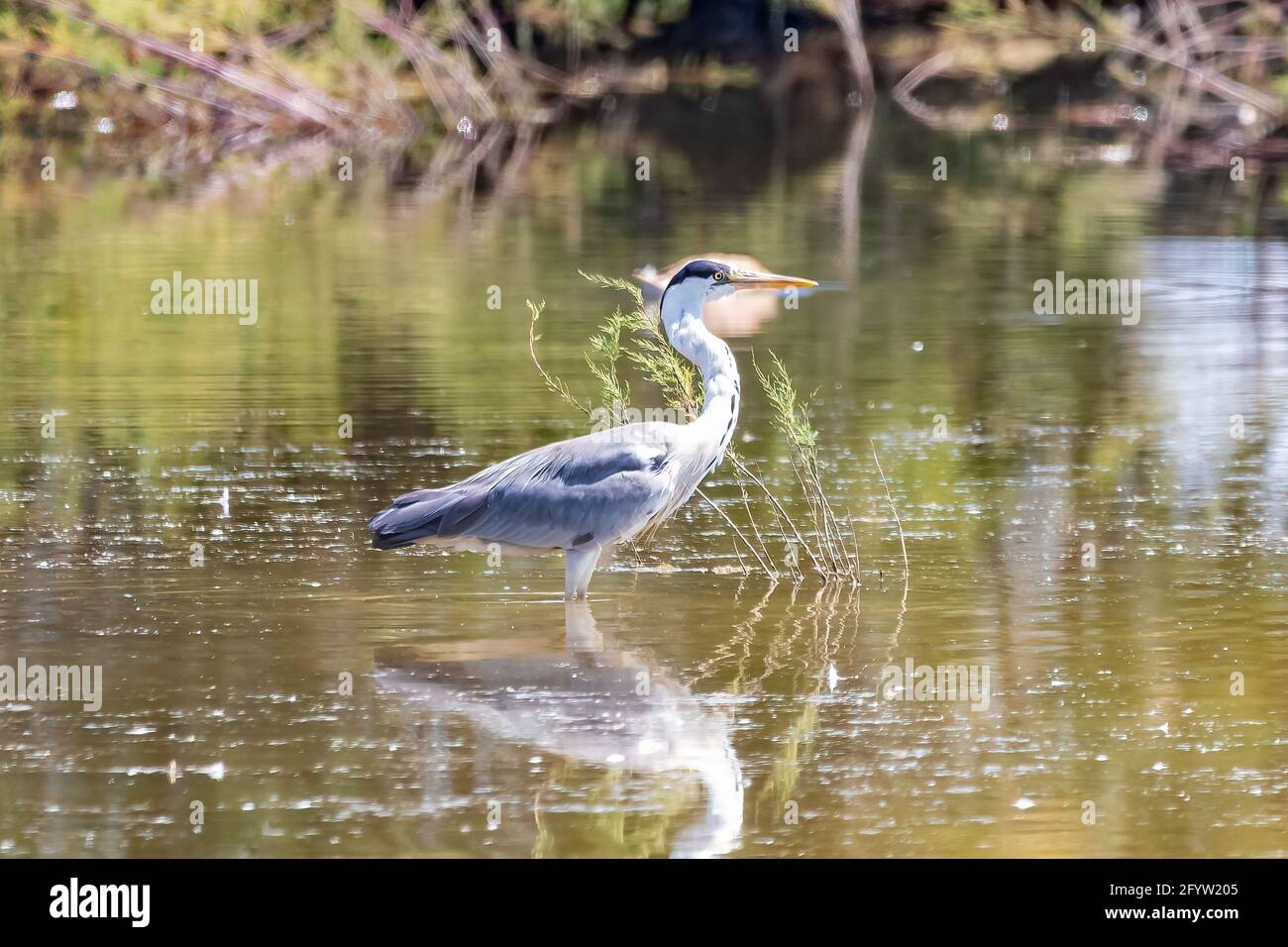 Gray heron - Ardea cinerea - in the natural area of Marismas del Odiel, Huelva, Andalusia, Spai Stock Photo