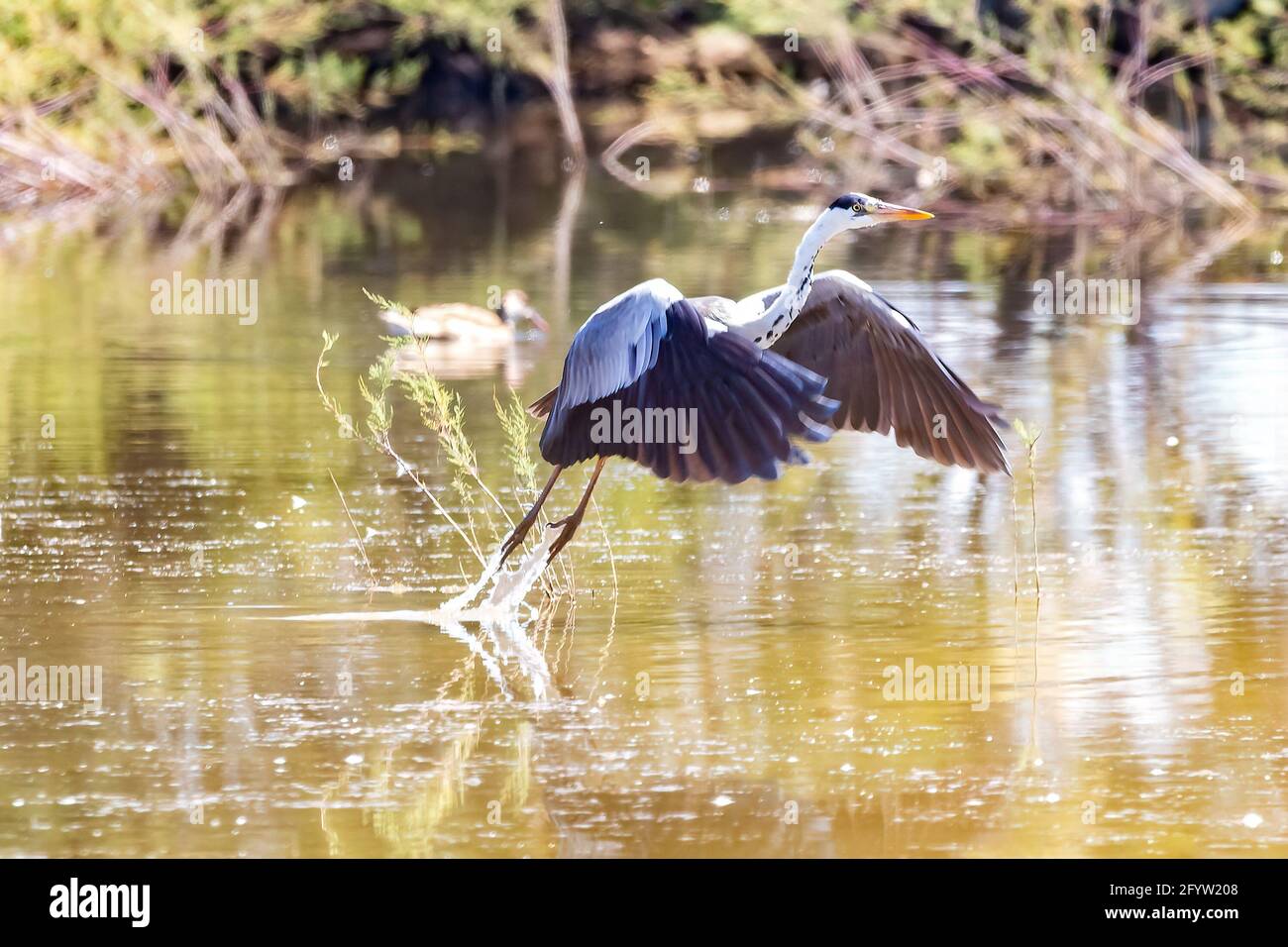 Gray heron - Ardea cinerea - taking flight in the natural area of Marismas del Odiel, Huelva, Andalusia, Spai Stock Photo