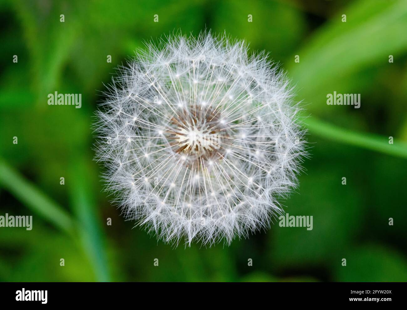 Seed head of Dandelion (Taraxacum officinale) often called a Dandelion