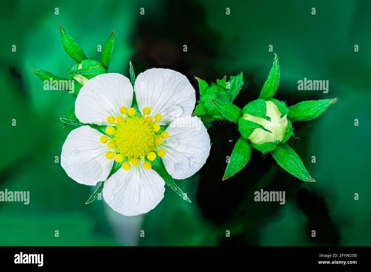 Strawberry flower buds hi-res stock photography and images - Alamy