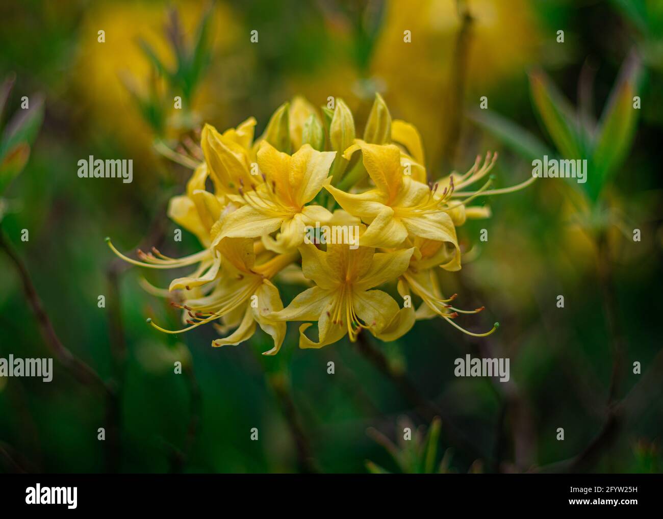 A closeup of a blooming flame azalea in the blurred background Stock Photo