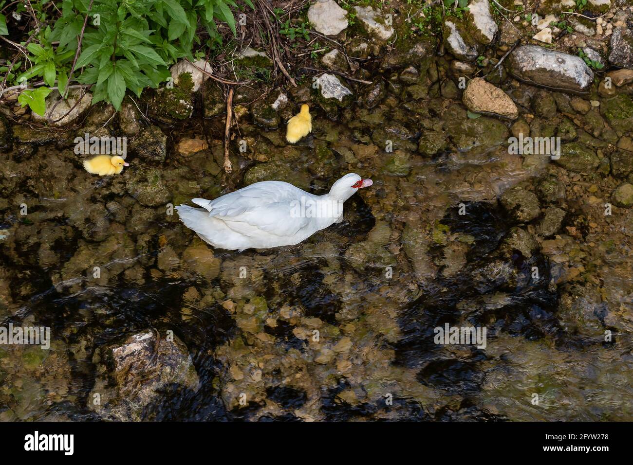 Female of Muscovy duck - Cairina Moschata - swimming in the river Cerezuelo with its ducklings in Cazorla, Jaen, Spain. Focus is in the head of the mo Stock Photo