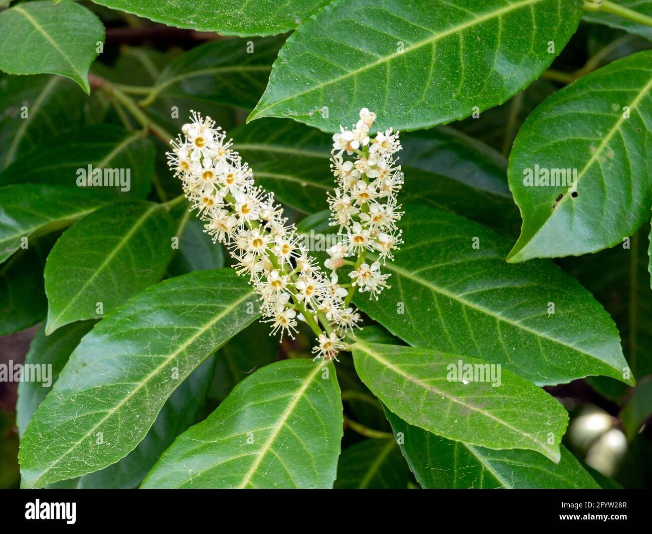 White flowers and green leaves on a laurel bush Stock Photo