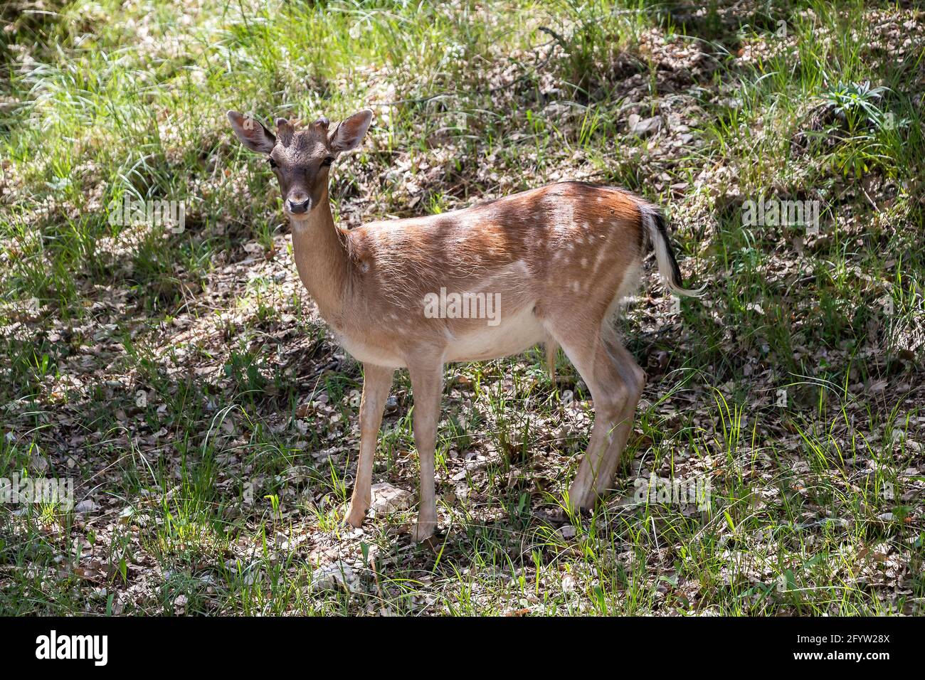 What is a sale female deer called