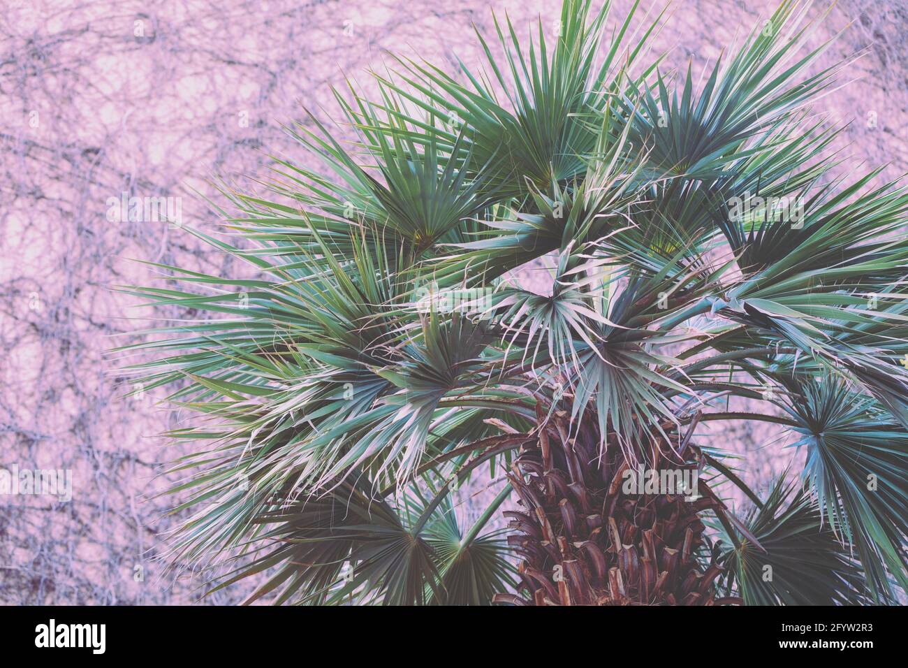 palm tree on the background of a wall braided with ivy Stock Photo