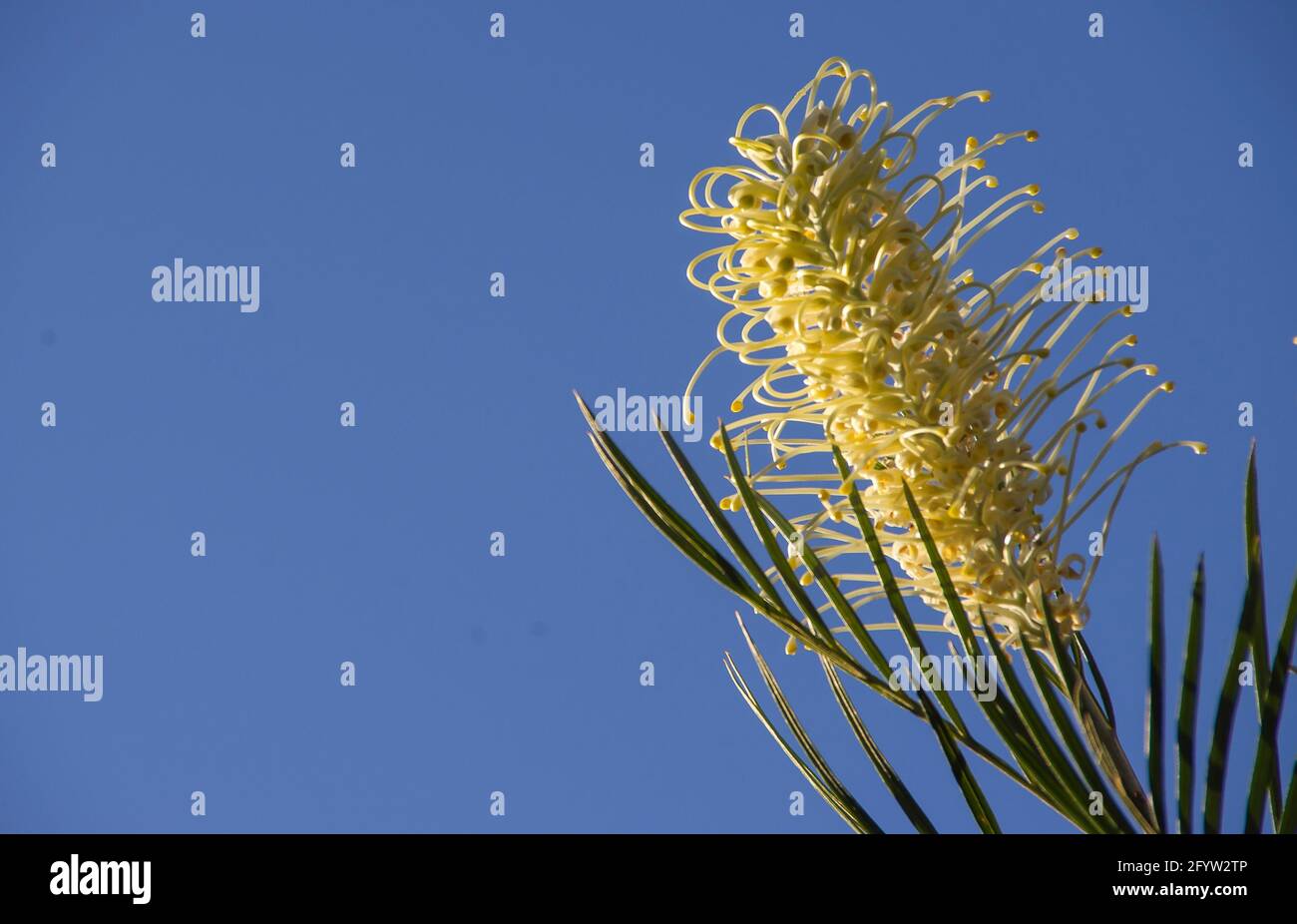 Single creamy-white flower-head of Grevillea 'Moonlight' contrasting with clear blue sky. Garden, winter, Queensland, Australia. Copy space. Stock Photo